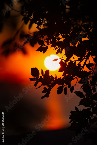 Beautiful sunset at the Aegean sea, Samothrace or Samothraki island Greece, tree silhouette, enjoying summer vacation, wellness and tourism