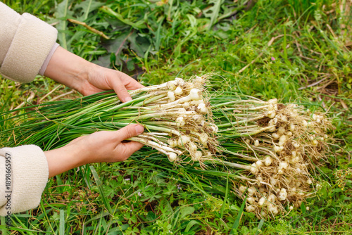 Konstfotografi Wild Garlic Harvest - Fresh Rootlets and Bulbs in Hand