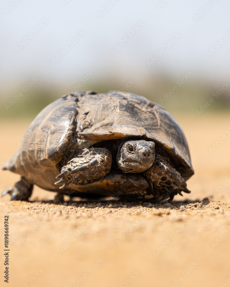 Obraz premium Cute turtle or testudines walking on the ground close-up portrait, blurry background