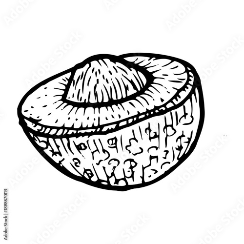 Longan fruit half with bone vector illustration isolated on a white background, created in retro sketch style with detailed linear engraving.