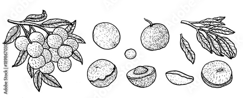 Black outline set of tropical fruit longan. Vector illustration isolated on white. Created in linear sketch style. Hand drawn Longan fruit whole, halves and slices, flesh and peeled fruit.