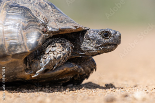 Cute turtle or testudines walking on the ground close-up portrait, blurry background
