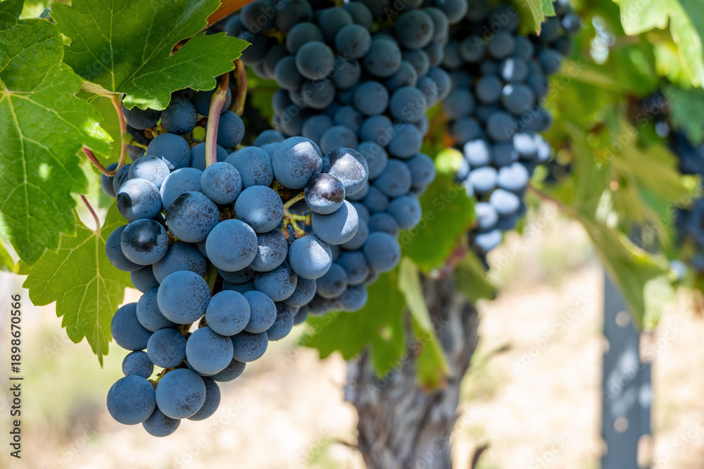 Naklejka premium Large bunche of red wine grapes in summer vineyard.