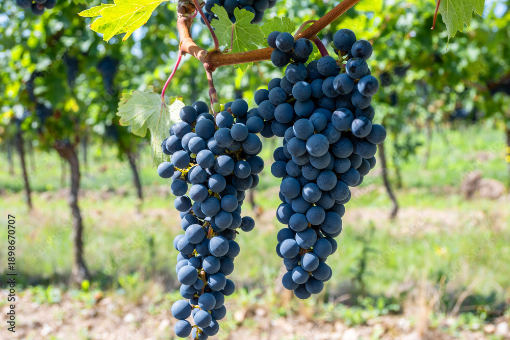 Naklejka premium Large bunche of red wine grapes in summer vineyard.