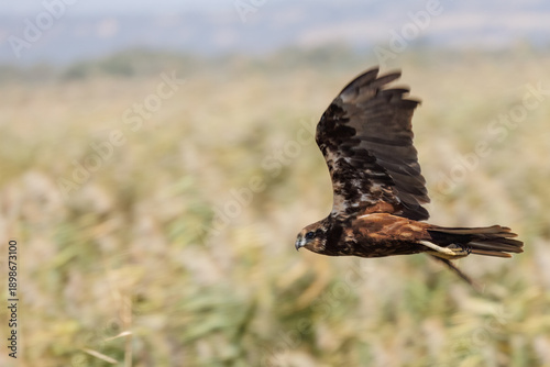 Flying Western Marsh Harrier (Circus aeruginosus), a bird of prey from Eurasia and Africa, hovering in the field, spring period