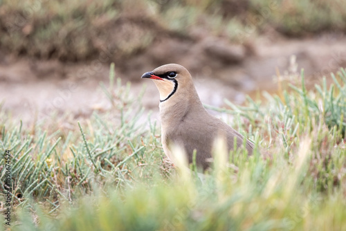 Collared pratincole or Glareola pratincola, also known as the common pratincole or red-winged pratincole of Glareolidae family, spring reproduction and nesting, blurry background