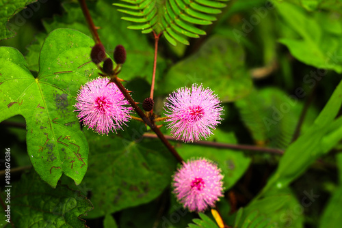 Photos Close-up of pink Mimosa Pudica flowers (Sensitive Plant) on a blurred green background