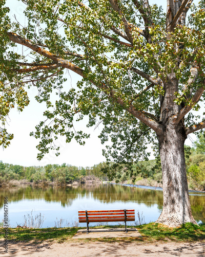 Tree and wooden bench near the Ardas river, Evros Greece near to the Greek Turkish borders, drought problem during spring or summer period, lack of water