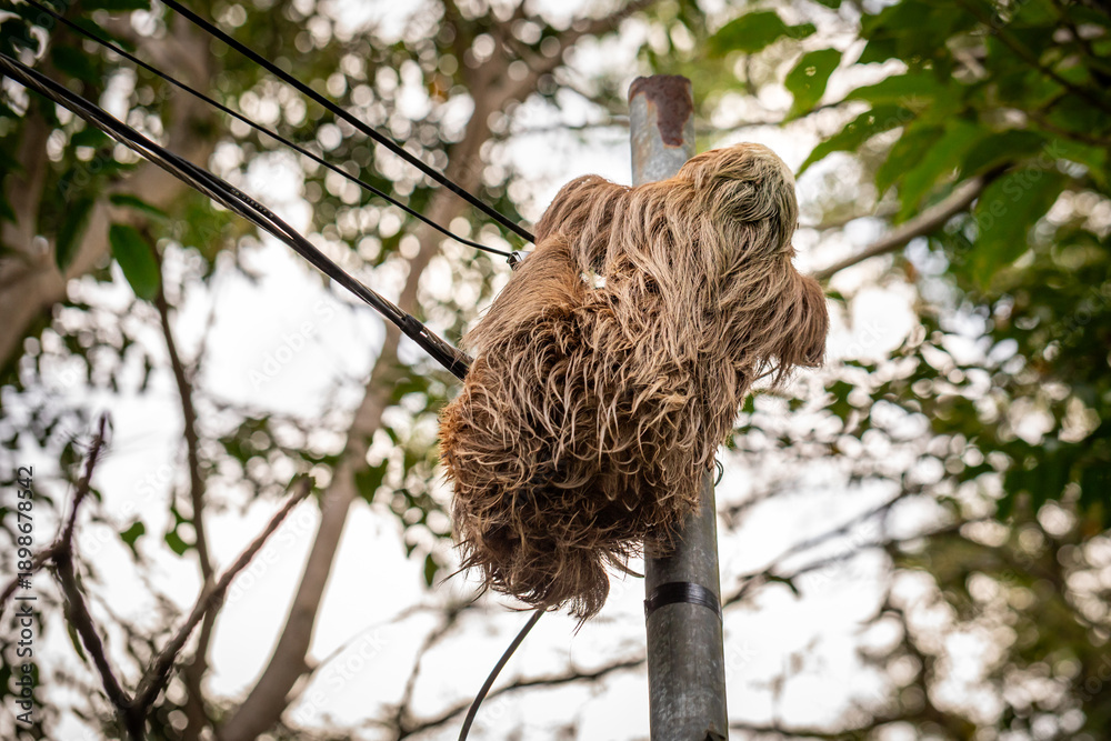 Obraz premium Two-toed sloth hanging upside down on power lines attached to a utility pole in tropical forest, showing adaptation of wild animal to human infrastructure and coexistence of wildlife and civilization 