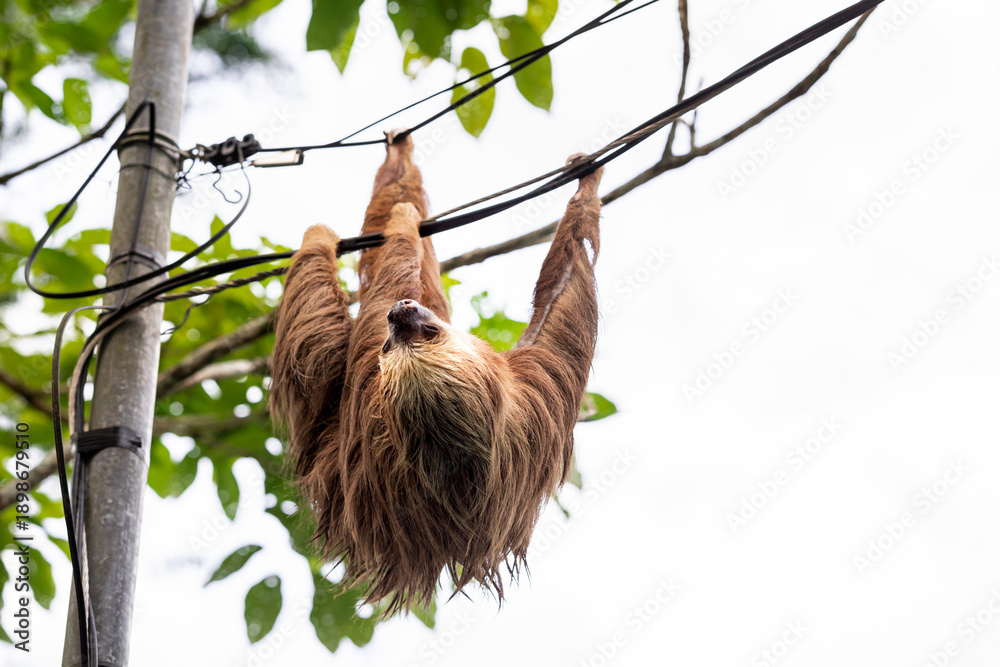 Naklejka premium Two-toed sloth hanging upside down on power lines attached to a utility pole in tropical forest, showing adaptation of wild animal to human infrastructure and coexistence of wildlife and civilization 