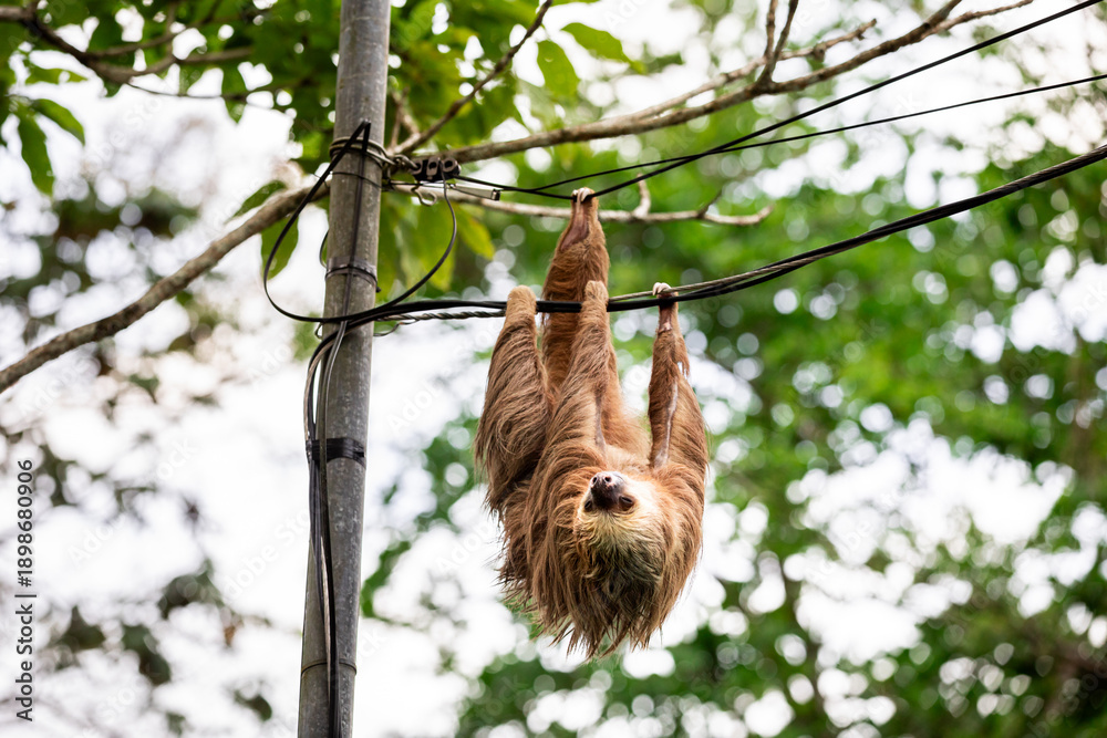 Obraz premium Two-toed sloth hanging upside down on power lines attached to a utility pole in tropical forest, showing adaptation of wild animal to human infrastructure and coexistence of wildlife and civilization 
