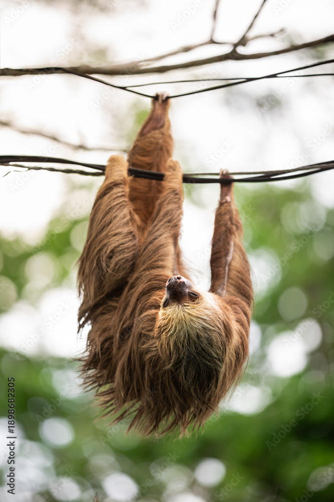 Fototapeta premium Two-toed sloth hanging upside down on power lines attached to a utility pole in tropical forest, showing adaptation of wild animal to human infrastructure and coexistence of wildlife and civilization 