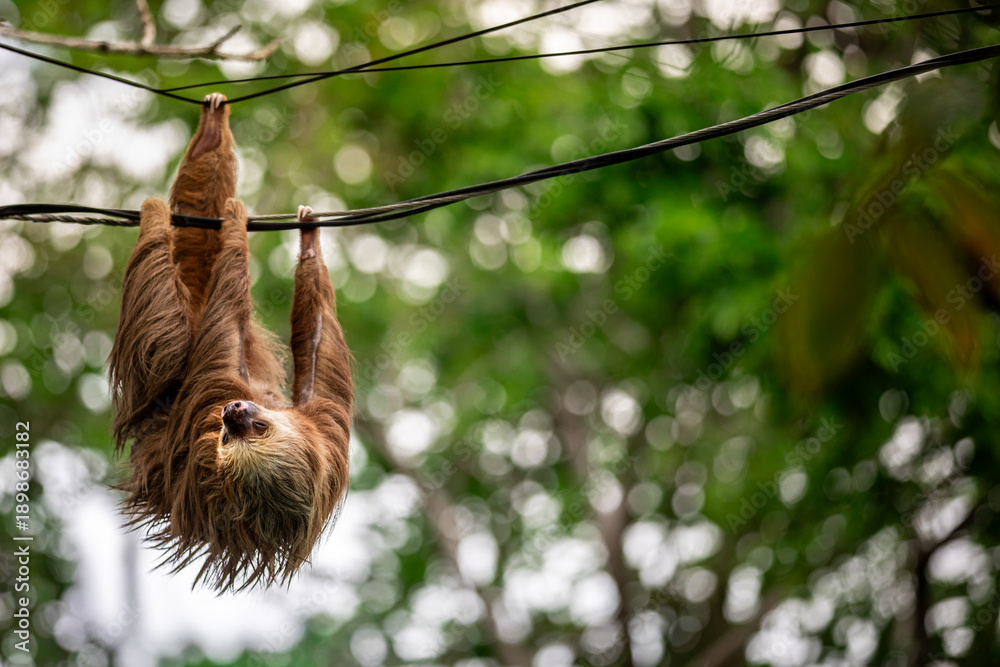 Fototapeta premium Two-toed sloth hanging upside down on power lines attached to a utility pole in tropical forest, showing adaptation of wild animal to human infrastructure and coexistence of wildlife and civilization 