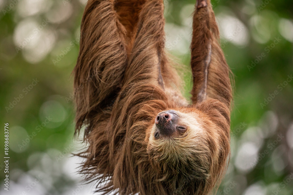 Fototapeta premium Two-toed sloth hanging upside down on power lines attached to a utility pole in tropical forest, showing adaptation of wild animal to human infrastructure and coexistence of wildlife and civilization 