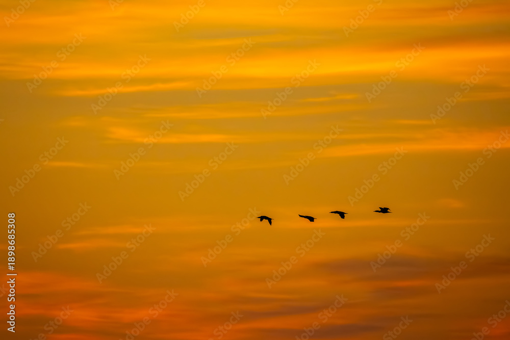 Obraz premium Morning Sky with Bird Formation
