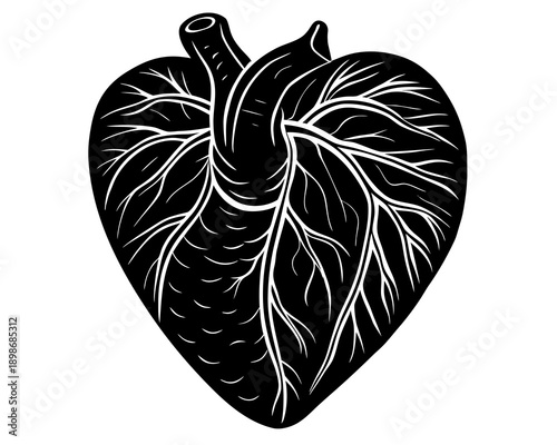 Anatomical Heart Black and White Illustration Realistic Vascular Organ Art heart, anatomical, anatomy, realistic, vascular, veins, arteries, organ, medical, biology, cardiac, humanheart, detailed