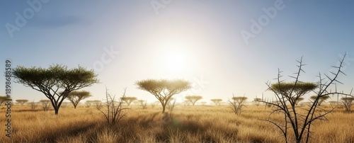 Panel kuchenny z motywem Wide panoramic landscape of the subtropical scrubland with sparse acacia thorn trees, golden dry grass, and harsh midday sunlight, wilderness, golden, red dirt
