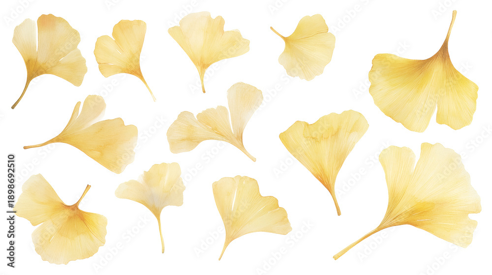 Naklejka premium Delicate golden ginkgo biloba leaves arranged as an elegant branch, isolated on black background, botanical illustration style, airy and minimalist.