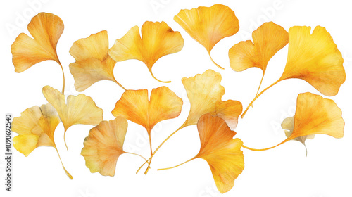 Delicate golden ginkgo biloba leaves arranged as an elegant branch, isolated on black background, botanical illustration style, airy and minimalist.