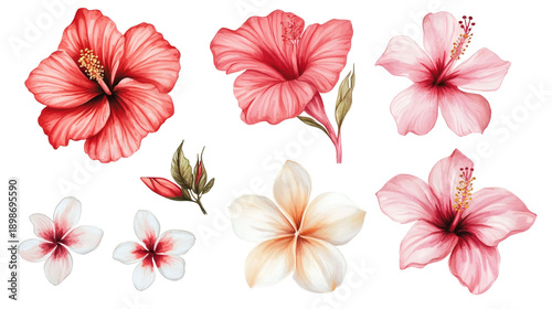 Set of red and pink hibiscus flowers with green leaves, watercolor botanical illustrations isolated on transparent background, tropical floral collection for design