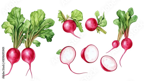 Watercolor set of fresh red radishes with leafy tops and sliced rounds, isolated on black background, botanical illustration for food, cooking, healthy eating, and gardening themes.