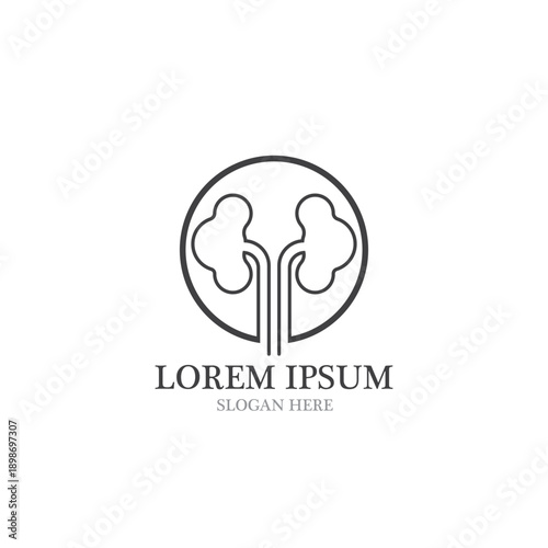 kidney vector illusrtation