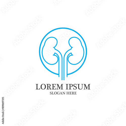 kidney vector illusrtation