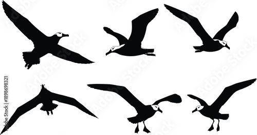 Six black silhouettes of birds in flight against white background flying black and white