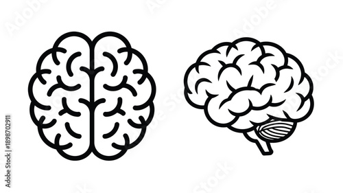 Comparison of the human brain from above and side views showcasing its intricate structure isolated on white background, Vector, illustration