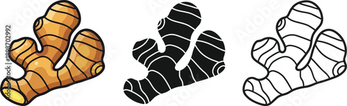 Ginger root graphic displayed in three distinct styles: detailed color, solid black, and outline drawing for food concepts.