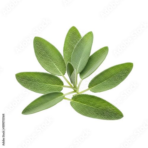 sage leaves isolated on transparent or white background. PNG
