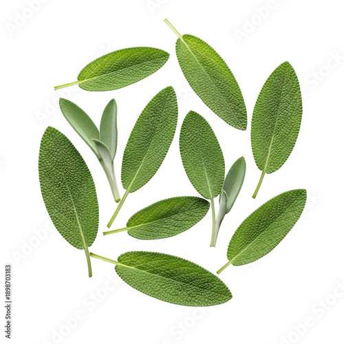 sage leaves isolated on transparent or white background. PNG
