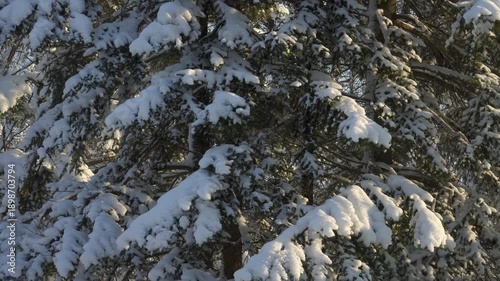 Wallpaper Mural Close-up winter view of spruce trees coated in heavy snow, lit by warm sunlight. Thick, bright branches fill the scene as the perspective lifts upward, creating a serene and crisp forest atmosphere.  Torontodigital.ca
