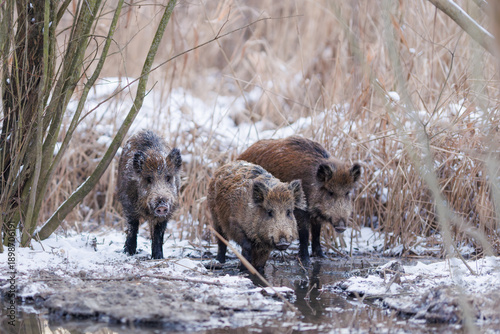 Wild boar (Sus scrofa) group standing in snowy wetland, three boars near water surrounded by reeds and winter vegetation, natural European wildlife scene.