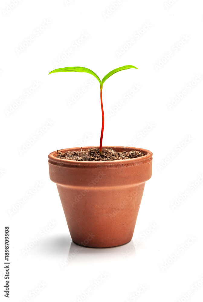 Fototapeta premium Blumentopf aus Terracotta freigestellt auf weissem Hintergrund