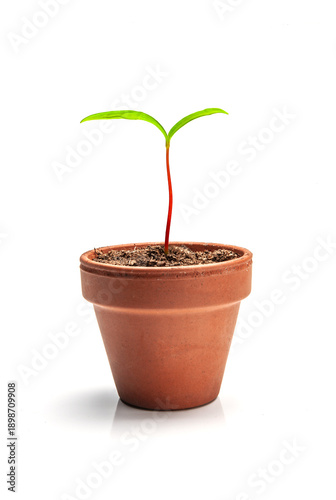 Blumentopf  aus Terracotta freigestellt auf weissem Hintergrund