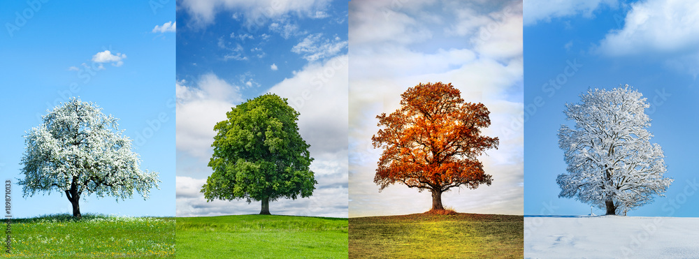 Obraz premium Wunderschöner Baum in den vier jahreszeiten