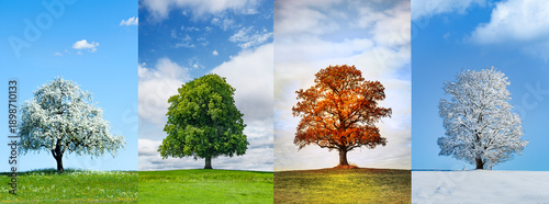 Fotografie Wunderschöner Baum in den vier jahreszeiten
