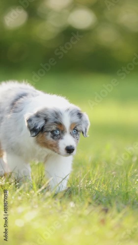 Playful puppy Australian Shepherd enjoys running across green grass in the park on a sunny afternoon