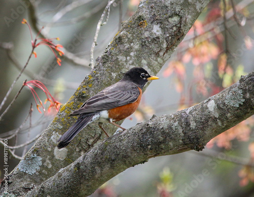 Foto Robbin in Blooming Spring Tree