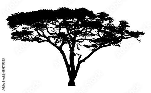 Savanna tree silhouette inspired by African and Australian landscapes in black and white. Minimal nature illustration for decor, prints, engraving.