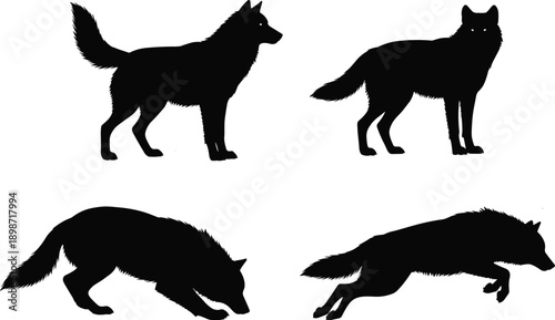 Set of vector black wolf silhouettes featuring standing, running and hunting poses, isolated wild animal illustrations for nature logo and tattoo design projects
