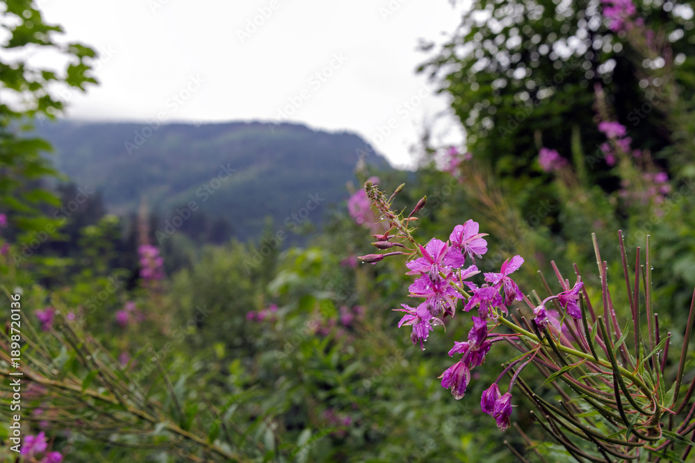 Obraz premium Pink Fireweed Flowers with Raindrops