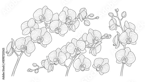 Detailed hand drawn botanical illustration of various orchid branches with beautiful blooming tropical flowers and buds.