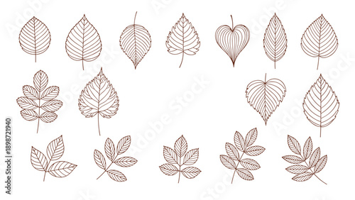 Comprehensive set of various leaf types illustrated in a detailed brown line art style on a plain white background for botanical themes.
