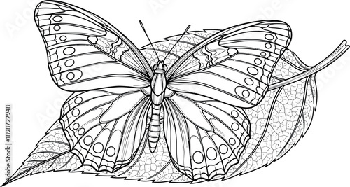 Detailed black and white line art illustration of a beautiful monarch butterfly resting delicately upon a large textured leaf against a clean white background ready for coloring.