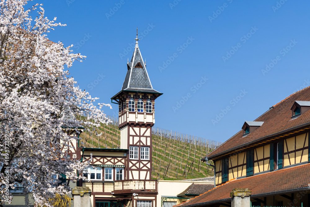 Obraz premium Wackerbarth Castle tower and blooming cherry tree in spring