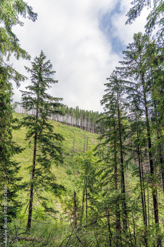 Fototapeta premium Coniferous Forest on Mountain Slope