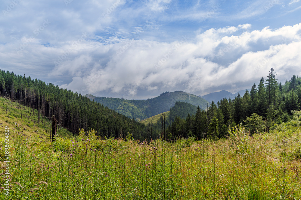 Obraz premium Scenic Valley View of Evergreen Forest and Mountain Peaks