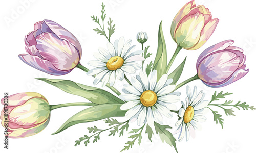 Delicate watercolor floral bouquet with pastel tulips and fresh white daisies, soft spring botanical illustration isolated on white background